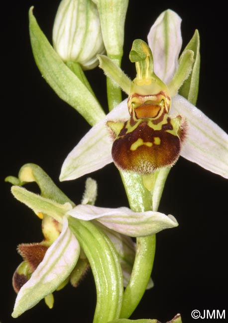 Ophrys apifera f. aurita
