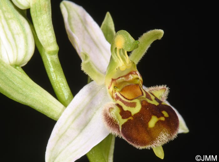 Ophrys apifera f. aurita