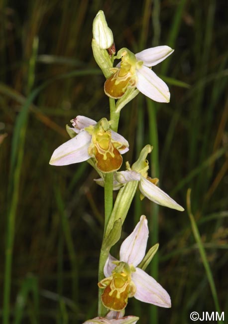 Ophrys apifera f. flavescens