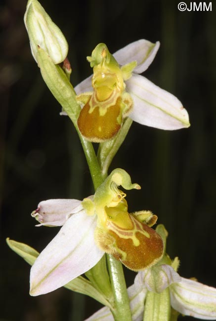 Ophrys apifera f. flavescens