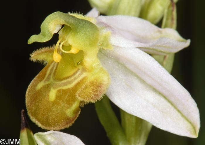 Ophrys apifera f. flavescens