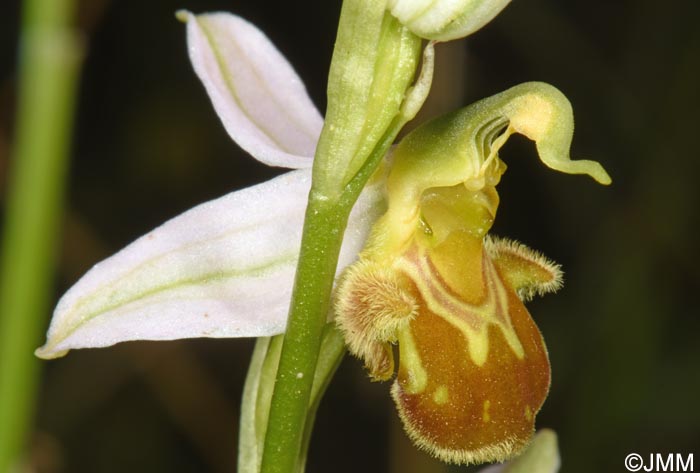 Ophrys apifera f. flavescens