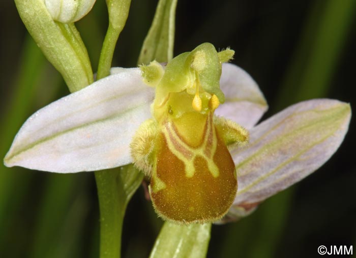 Ophrys apifera f. flavescens