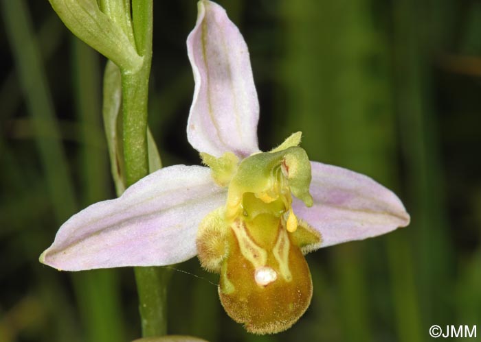 Ophrys apifera f. flavescens