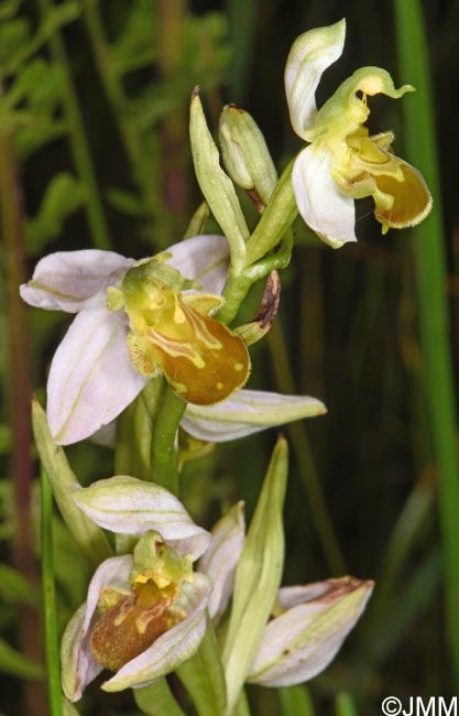 Ophrys apifera f. flavescens