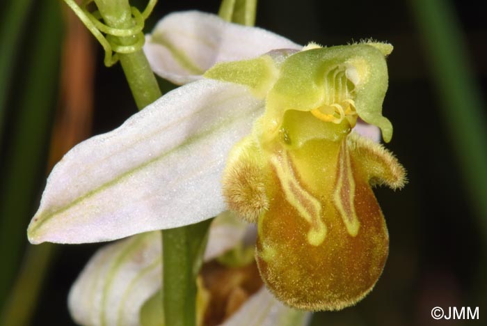 Ophrys apifera f. flavescens