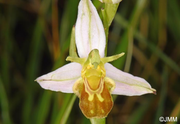 Ophrys apifera f. flavescens