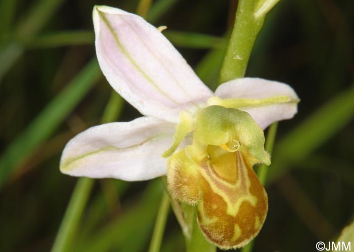 Ophrys apifera f. flavescens