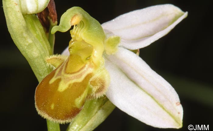 Ophrys apifera f. flavescens