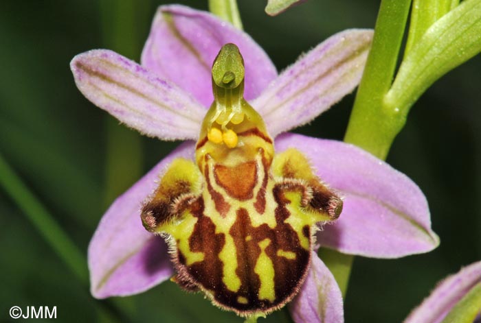 Ophrys apifera f. friburgensis = Ophrys apifera f. botteronii = Ophrys apifera var jurana f. botteronii