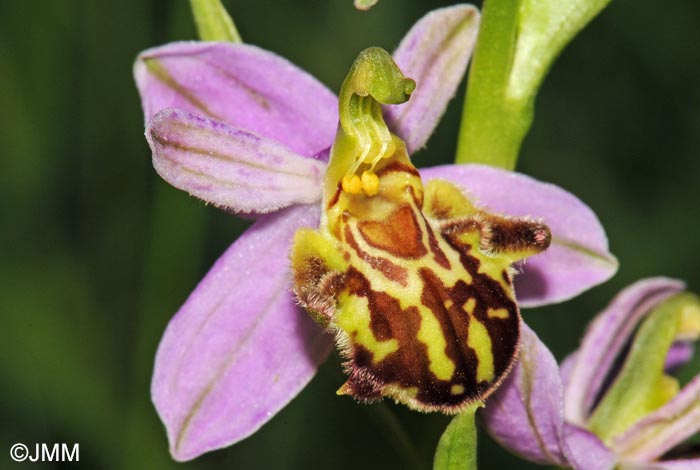 Ophrys apifera f. friburgensis = Ophrys apifera f. botteronii = Ophrys apifera var jurana f. botteronii