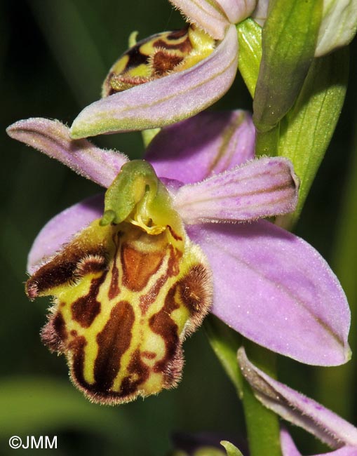 Ophrys apifera f. friburgensis = Ophrys apifera f. botteronii = Ophrys apifera var jurana f. botteronii