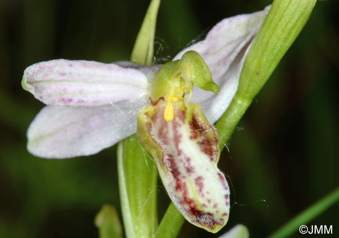 Ophrys apifera f. patinata = Ophrys apifera var. patinata