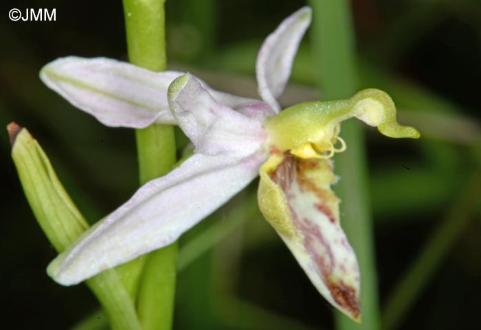 Ophrys apifera f. patinata = Ophrys apifera var. patinata