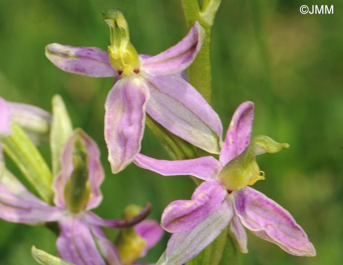 Ophrys apifera f. vesontiana