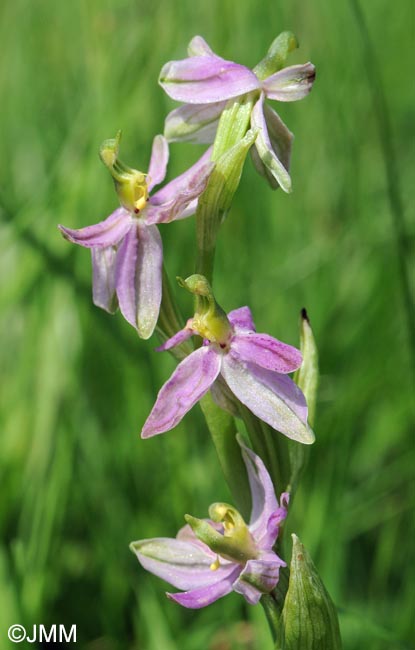 Ophrys apifera f. vesontiana