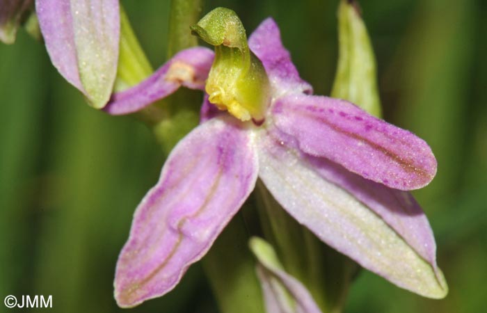 Ophrys apifera f. vesontiana