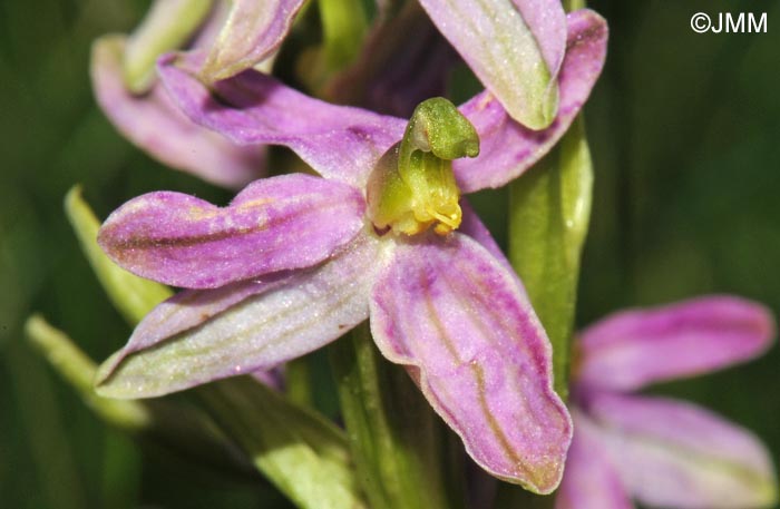 Ophrys apifera f. vesontiana