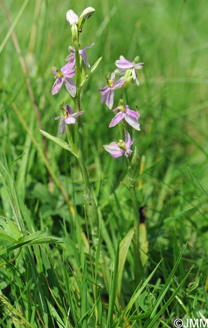Ophrys apifera f. vesontiana