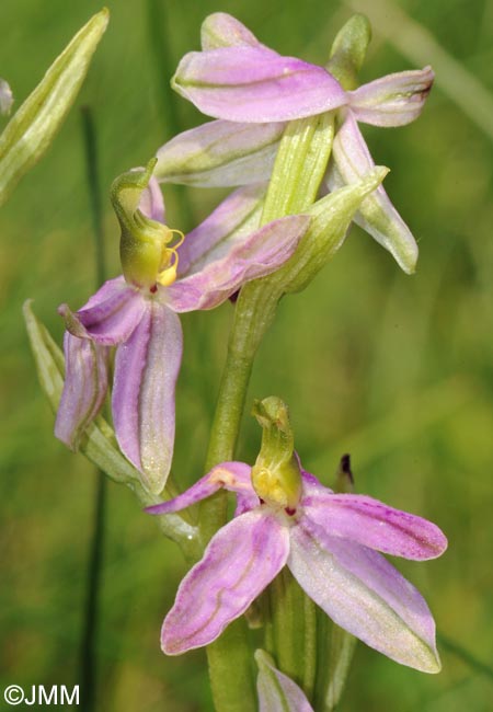 Ophrys apifera f. vesontiana