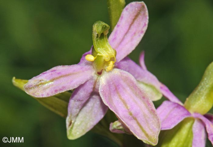 Ophrys apifera f. vesontiana
