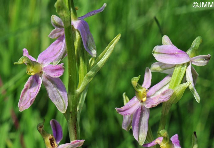 Ophrys apifera f. vesontiana