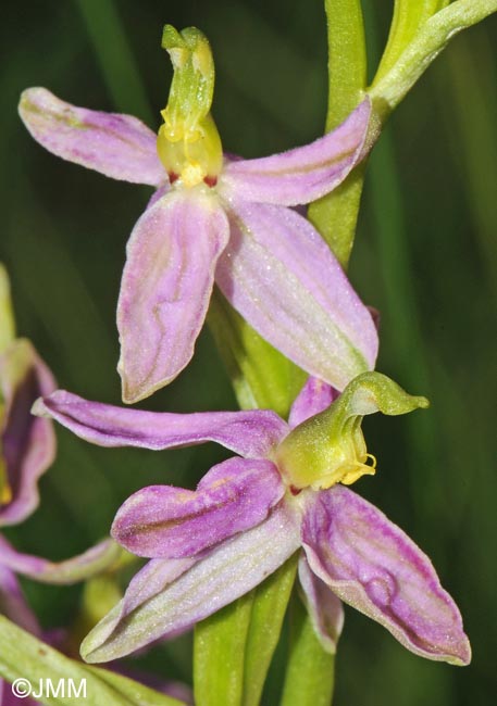 Ophrys apifera f. vesontiana