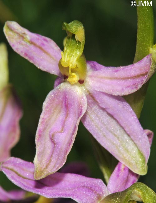 Ophrys apifera f. vesontiana