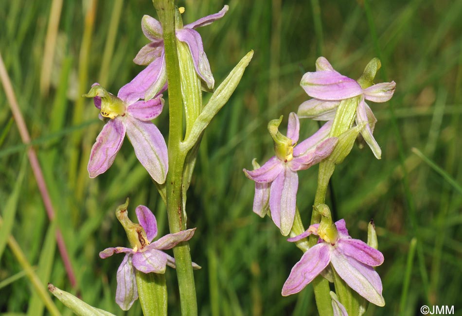 Ophrys apifera f. vesontiana