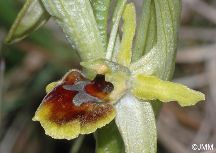 Ophrys araneola