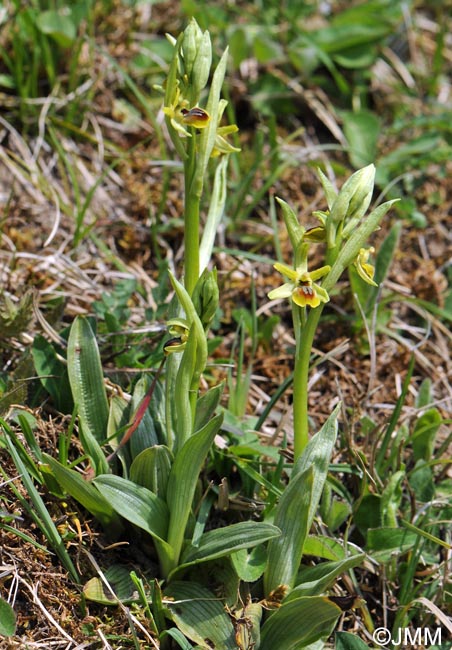 Ophrys araneola