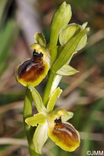 Ophrys araneola