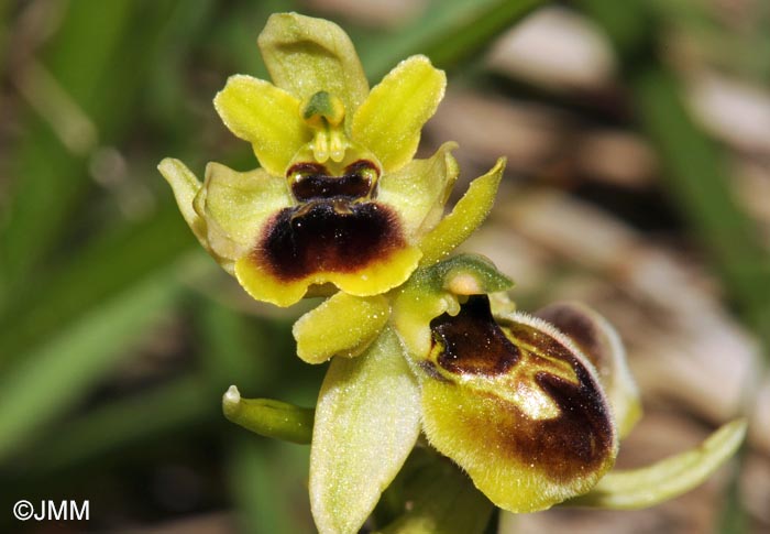 Ophrys araneola