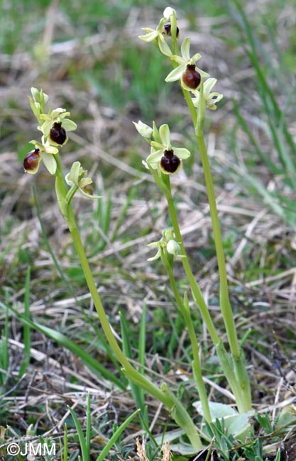 Ophrys araneola