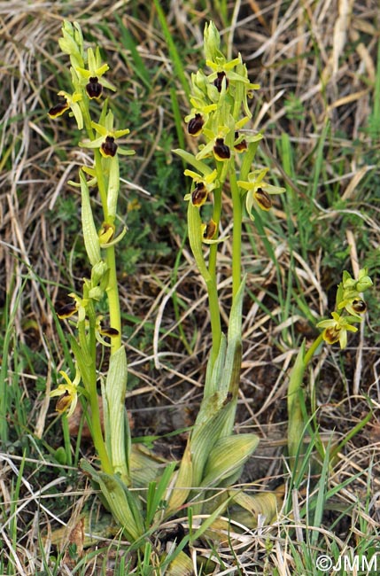 Ophrys araneola = Ophrys litigiosa