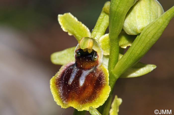 Ophrys araneola = Ophrys litigiosa