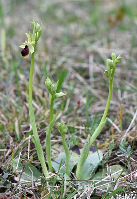 Ophrys araneola = Ophrys litigiosa