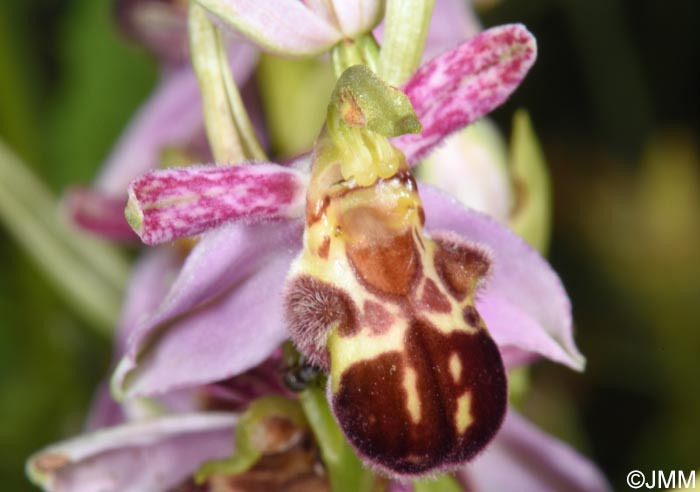 Ophrys apifera f. badensis