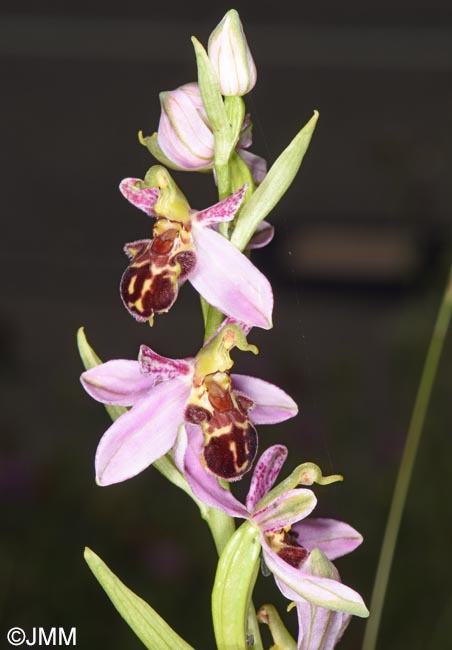 Ophrys apifera f. badensis