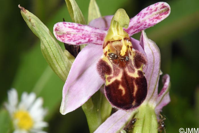 Ophrys apifera f. badensis