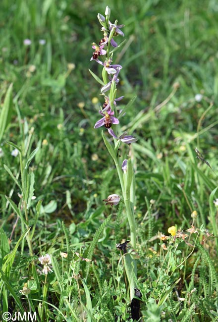Ophrys apifera f. badensis