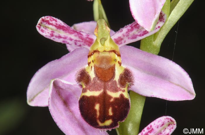 Ophrys apifera f. badensis