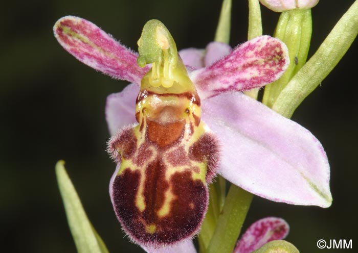 Ophrys apifera f. badensis