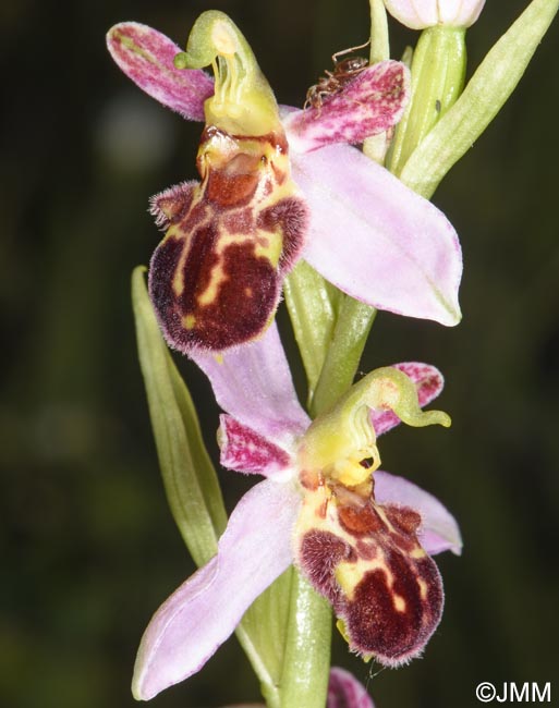 Ophrys apifera f. badensis