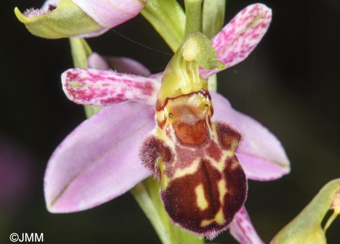 Ophrys apifera f. badensis