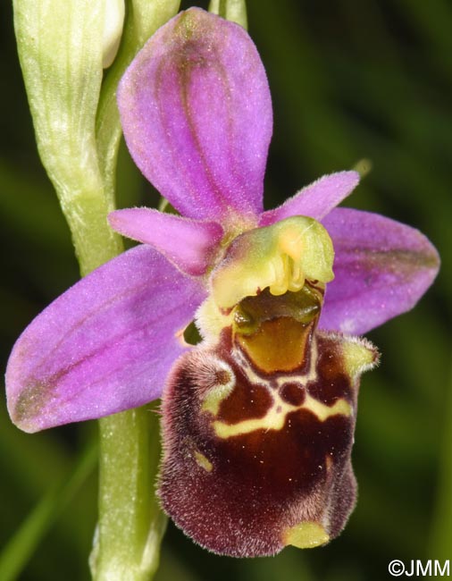 Ophrys brachyotus