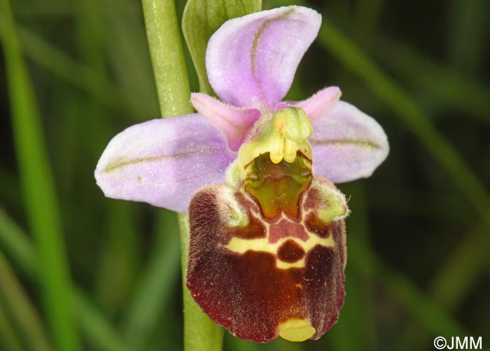 Ophrys brachyotus