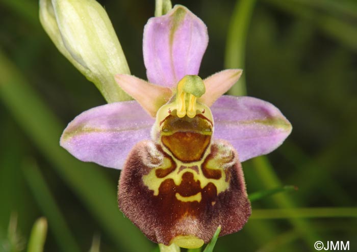 Ophrys brachyotus