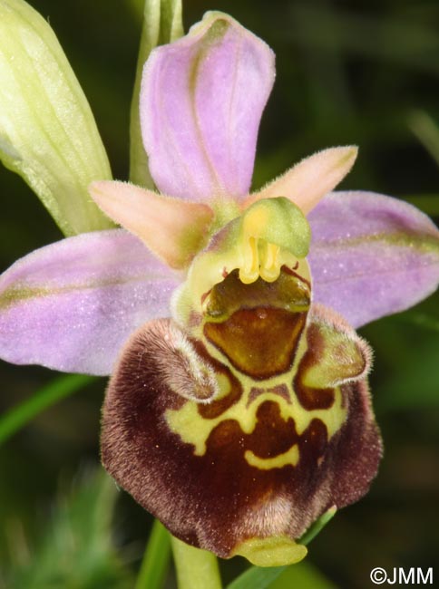 Ophrys brachyotus