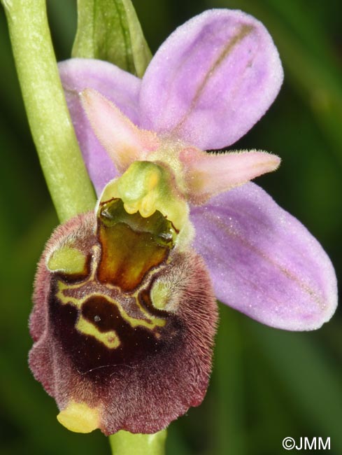Ophrys brachyotus
